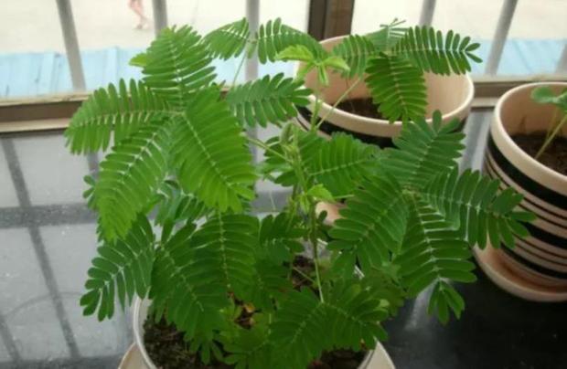 家里切记不要养这两种花,家里这5种花好看好养