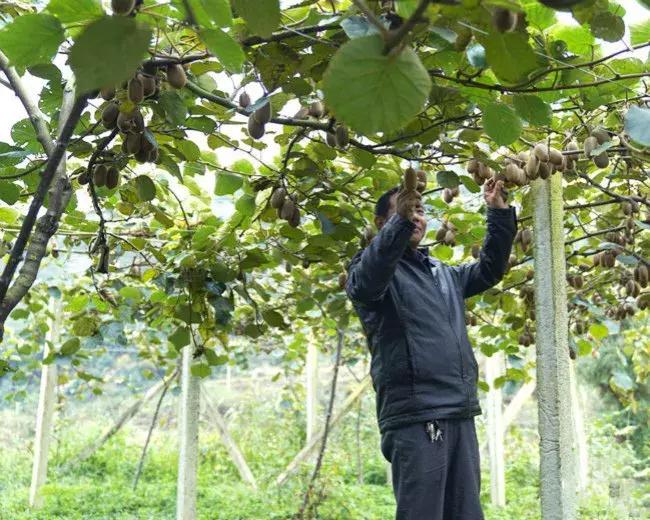 贵州绿色农产品何以风行天下?从毕节一颗萝卜出口迪拜的跨国之旅说起~