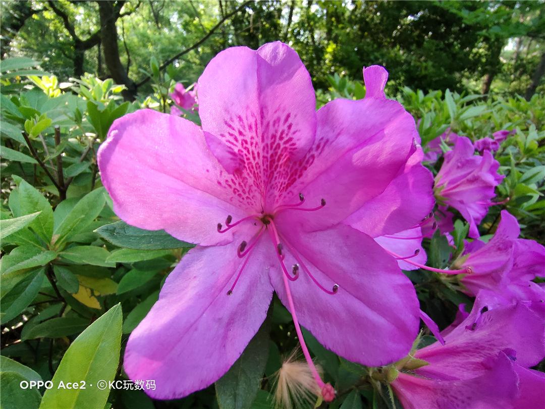 185g配备地表最强快充OPPOAce2值得买吗?