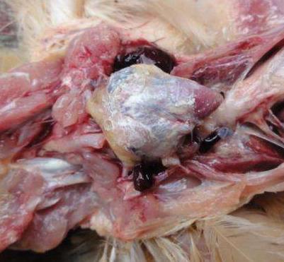 如何诊治鸡的痛风病呢,鸡痛风病怎么引起的