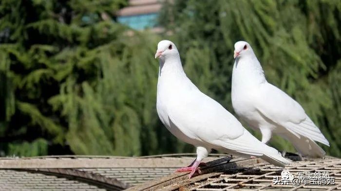 鸽子体外寄生虫怎么治疗,鸽子体内有寄生虫用什么药