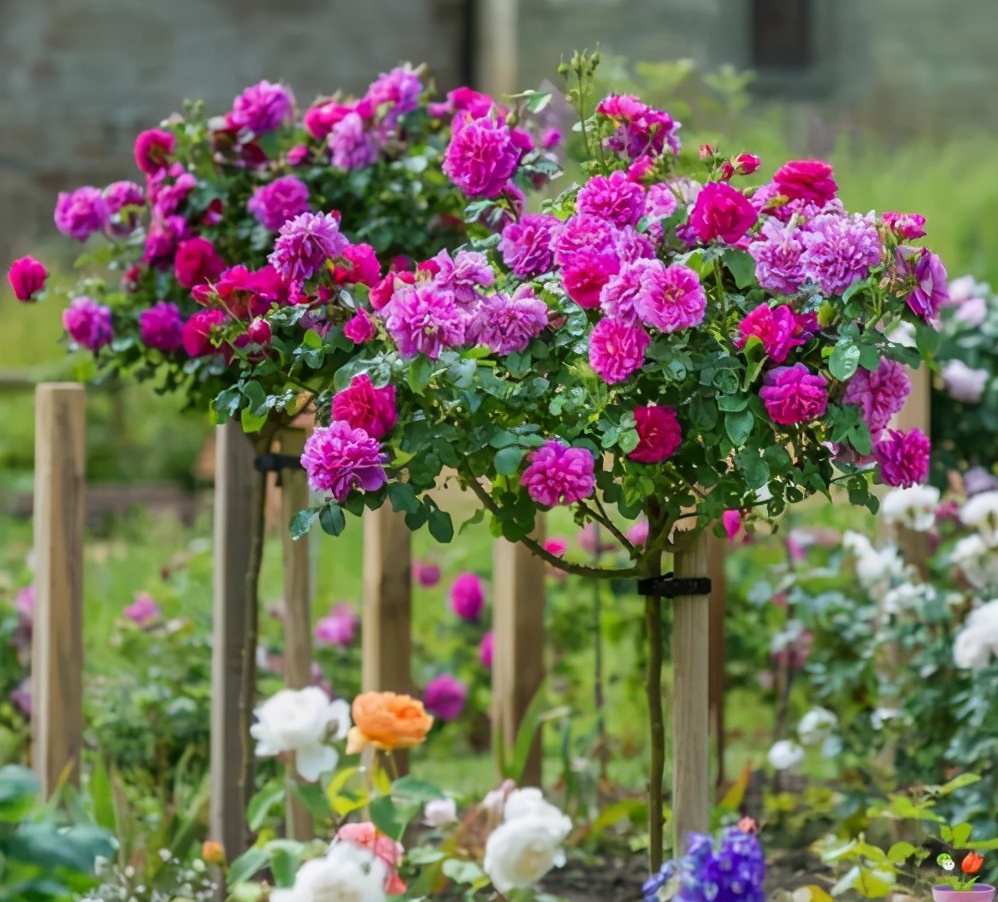 家门口种什么树能乘凉寓意好,无花果树为何不能栽家院子里迷信