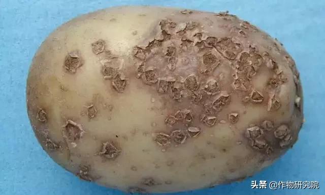 马铃薯病害知识与防治书籍,马铃薯黑胫病病害及防治方法