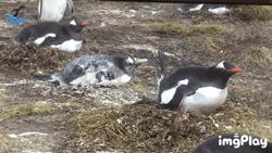 癌症晚期开始连续便血,经常咳嗽瘙痒便血就是癌症吗