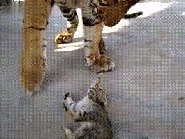 为激发老虎野性饲养员喂活牛,饲养员想激发小老虎