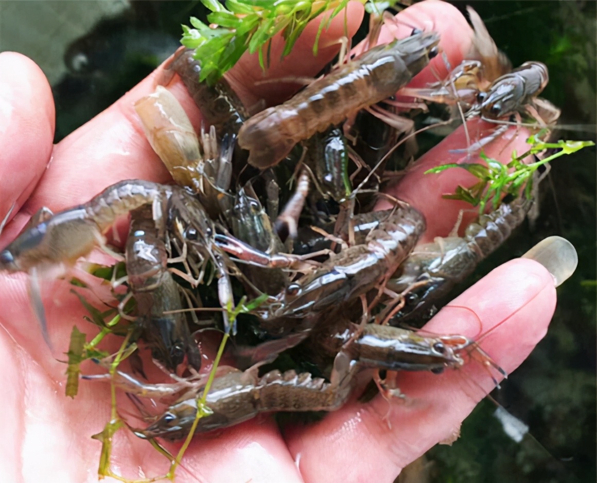 澳洲葡萄酒出口市场,澳洲葡萄酒中国市场