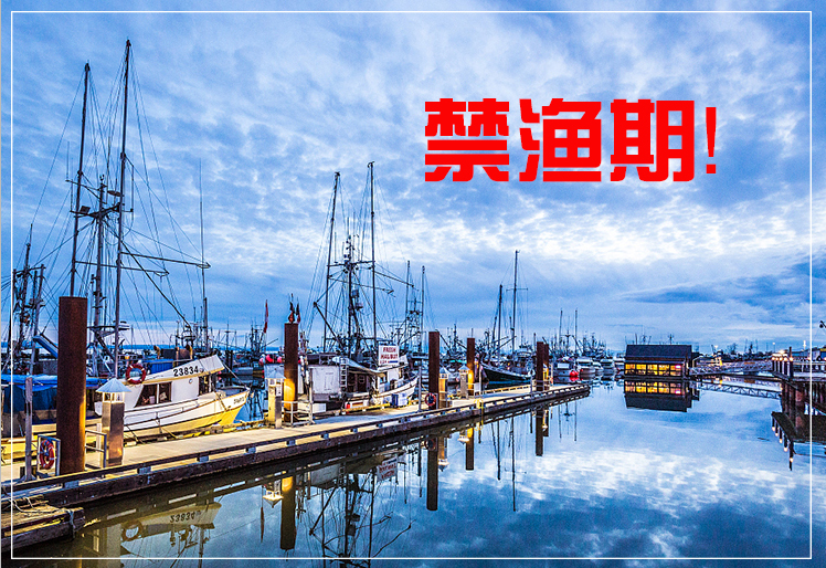 禁渔期能够吃到海鲜吗,禁渔期的海鲜从哪里来的