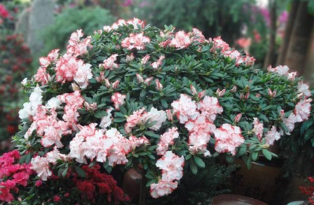 杜鹃花黄叶烂根怎么办,养杜鹃花窍门