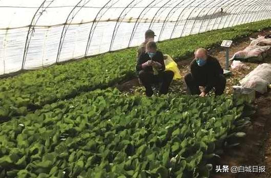 大安农业大棚,大安大棚蔬菜种植基地地址