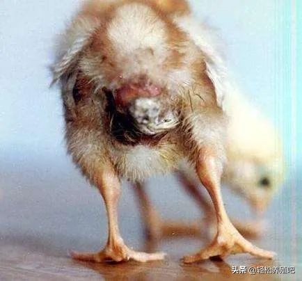 鸡肠炎拉血便怎么治,鸡肠炎处理方法