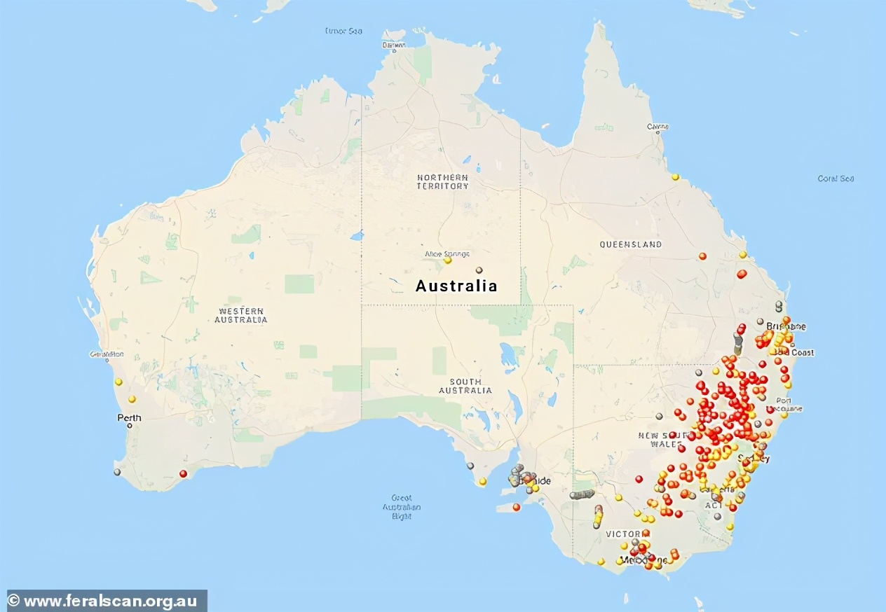 澳洲陷30年未遇鼠灾，一个女人睡觉痛醒，竟是老鼠在啃她的眼球