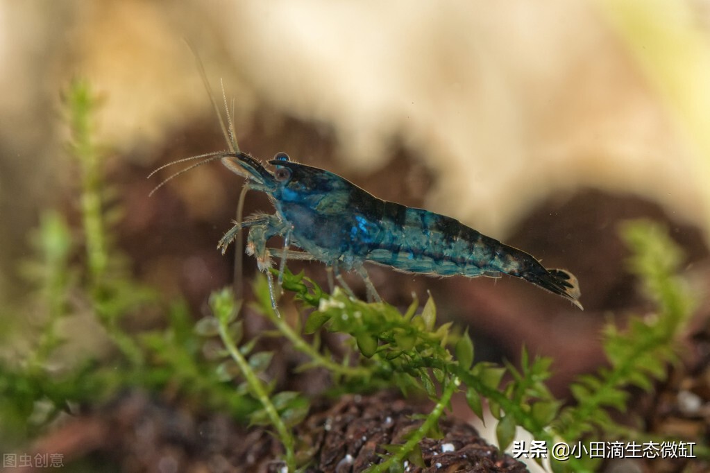 宠物虾简单养殖,虾类宠物观赏