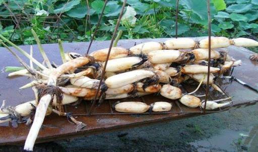 荷叶为什么不沾水科普讲解,荷叶为什么不沾水教案