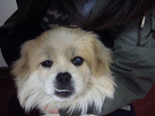 狗狗最常见的十大疾病,盘点狗狗常见的六种疾病