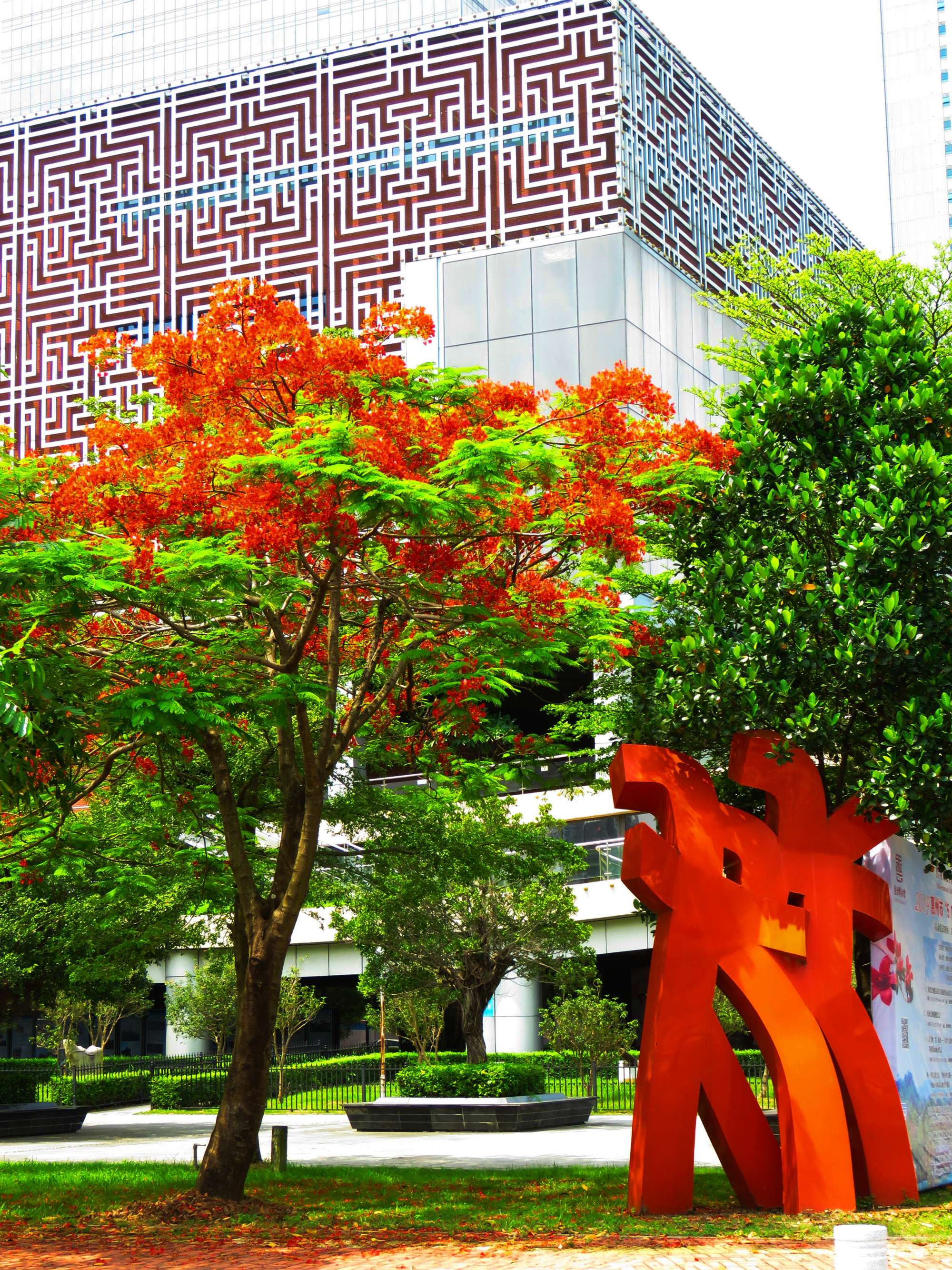 毕业季的凤凰花和栀子花,毕业季凤凰花开的时候