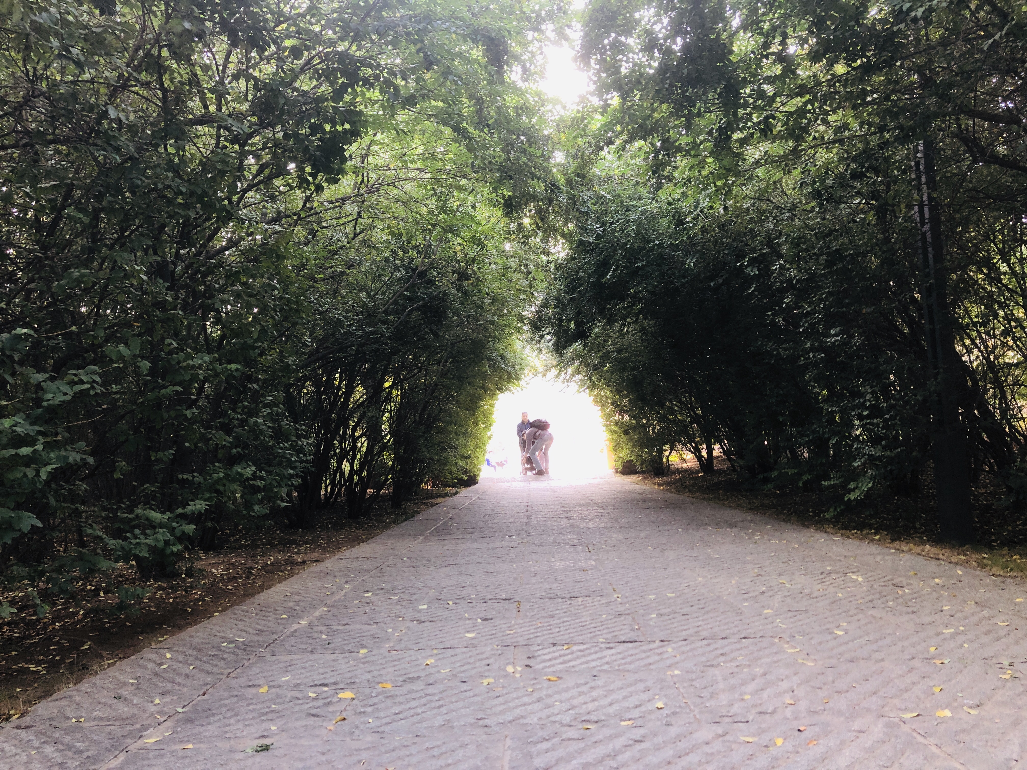 济南森林公园夏荷之美,雨后的济南森林公园美景让人陶醉