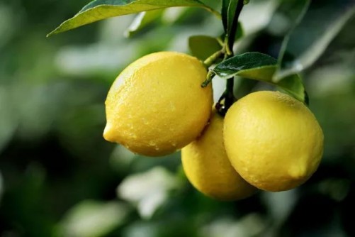 柠檬的栽培方法视频,柠檬的种植技术与管理方法