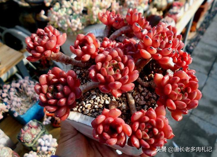 红宝石多肉什么时候换盆,多肉红宝石多长时间换一次盆