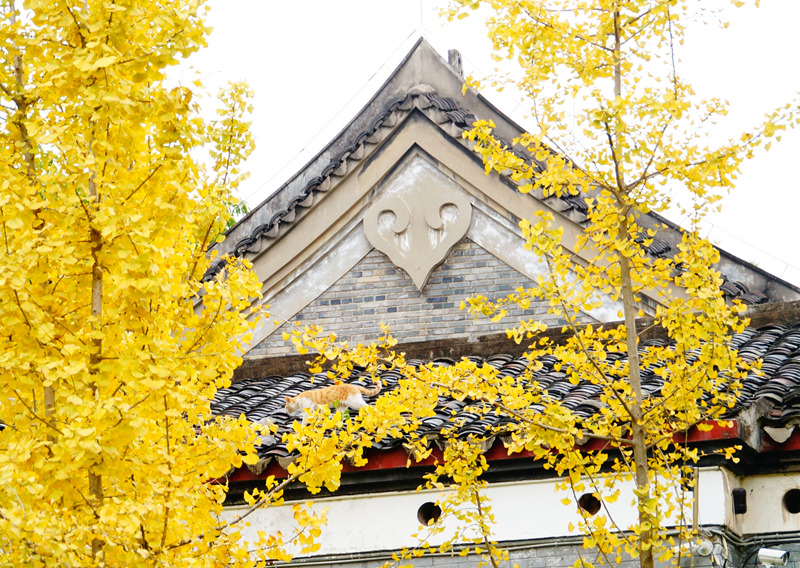 柳州的柳侯公园景色,柳州的秋天美景
