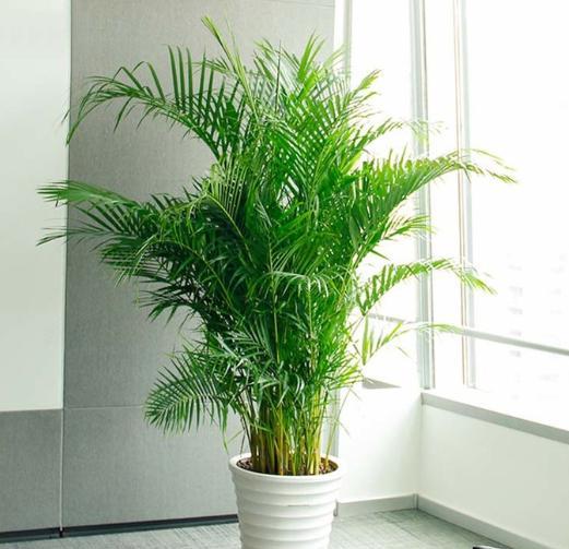 家里养凤尾竹的风水,家庭盆栽凤尾竹怎么施肥