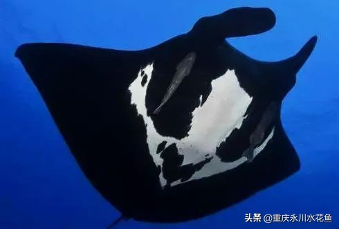 十种最漂亮的观赏鱼视频播放,观赏鱼60条