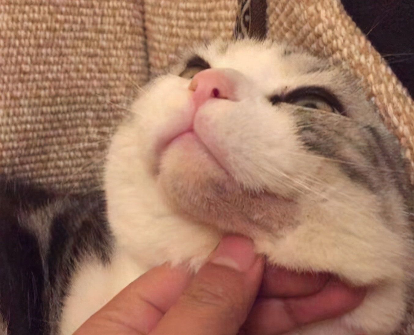 猫咪黑头发怎么办,猫咪有哪些有趣的处理方法