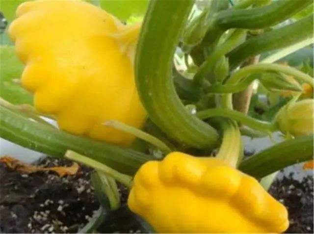 这种野瓜似飞碟人称“飞碟瓜”，味道鲜美做法多，你吃过吗？