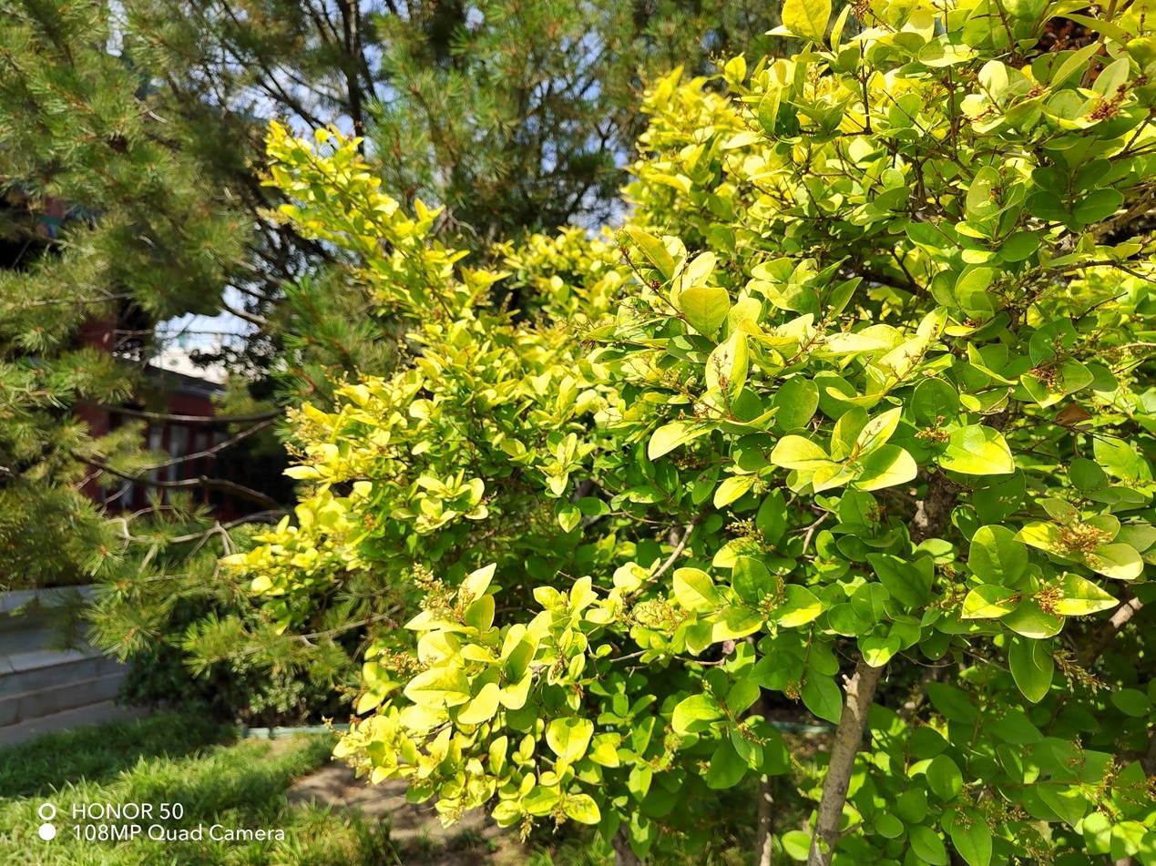 荣耀50详细评测视频,荣耀50真实测评