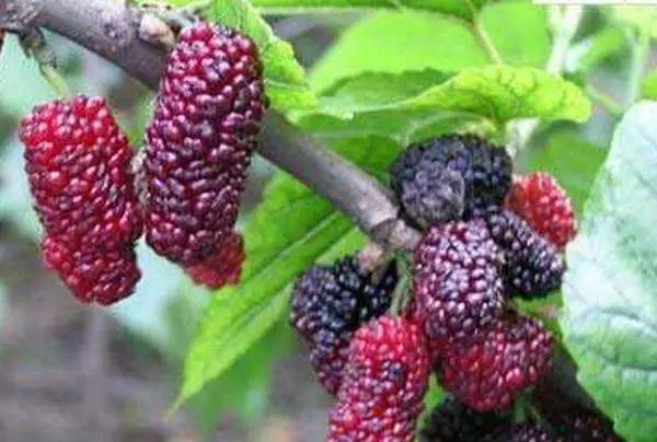 全新疆著名的特产,盘点十大新疆的特产