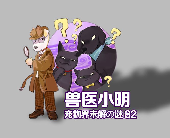 猫咪容易得猫癣是缺乏什么,如果猫咪得了猫癣该怎么办