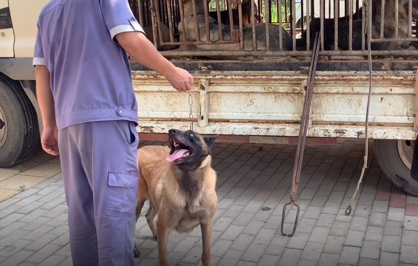马犬险些被送到了狗肉馆,从狗肉车上救下来的狗狗马犬