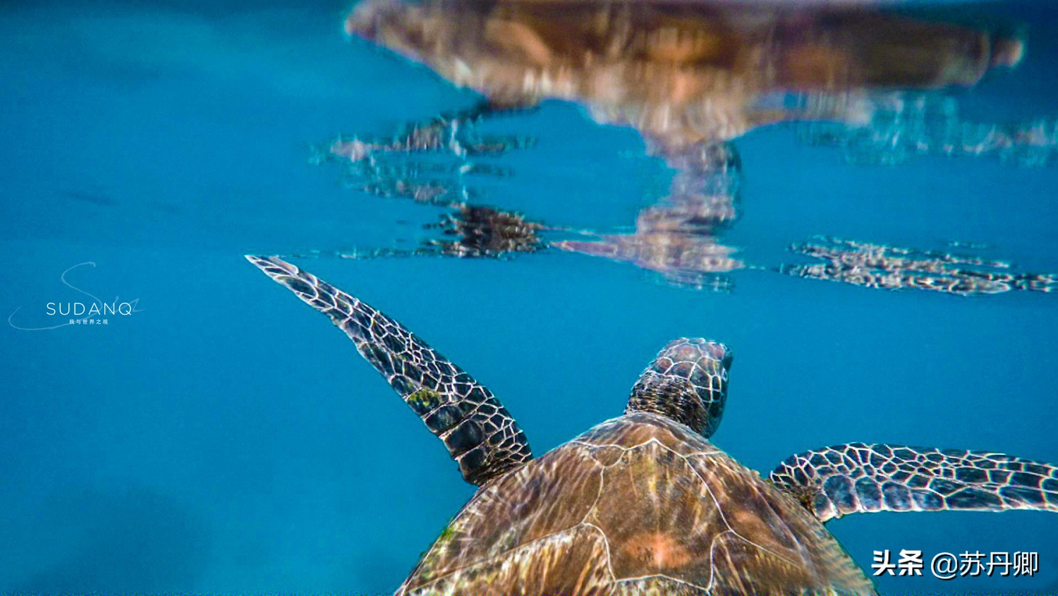 潜水多危险,自由潜水极限运动危险程度