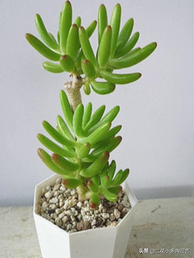 365种·常见花卉图谱，观果和多肉植物收藏篇