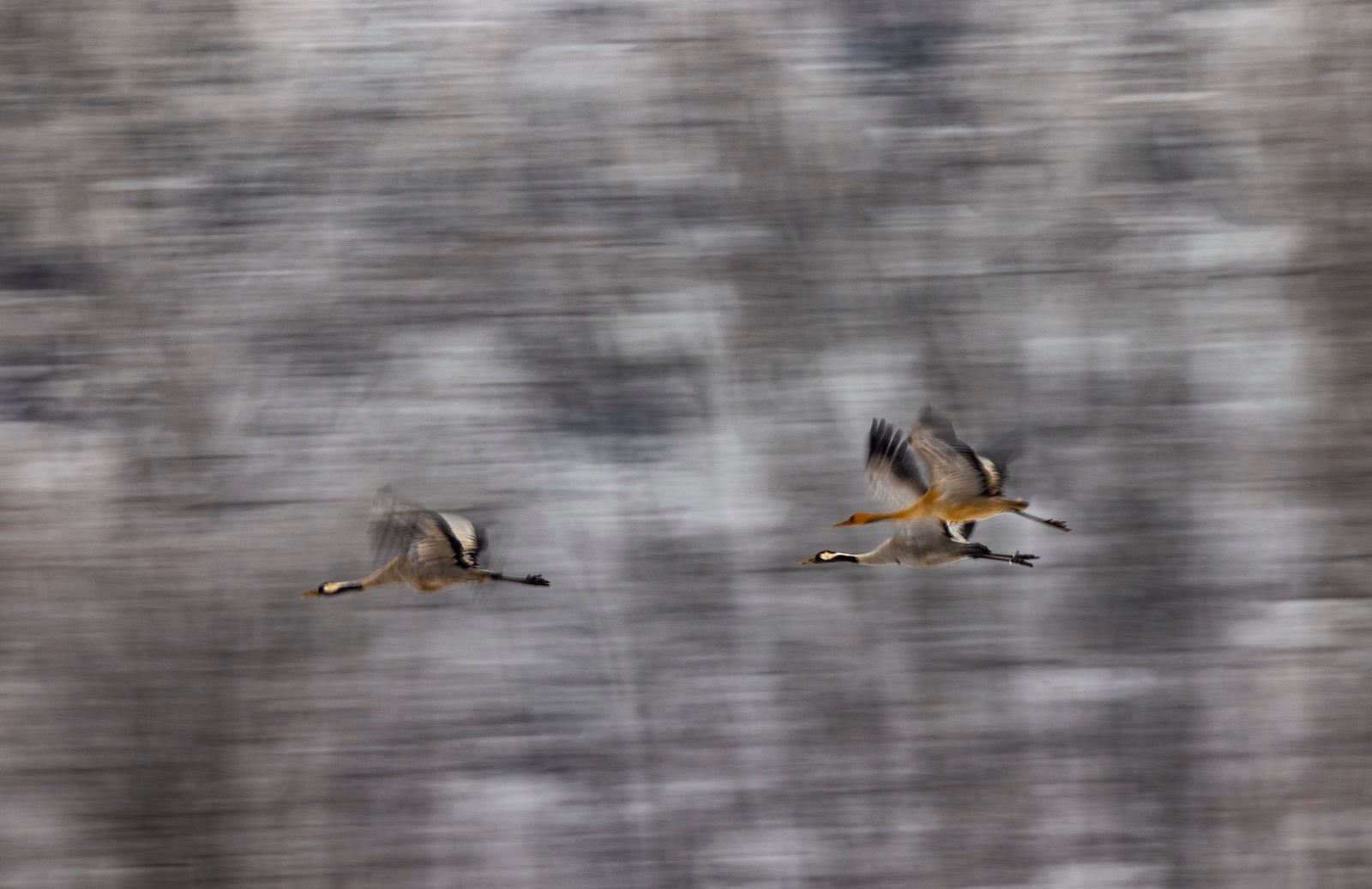 eosr5拍鸟体验,eosr5摄影与视频拍摄技巧大全