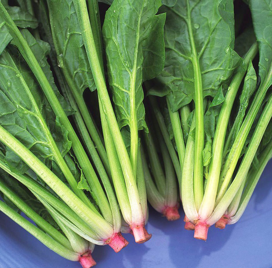 冬至到!这些菜农户都可以种上,不怕冷也冻不死!来年有新鲜菜吃