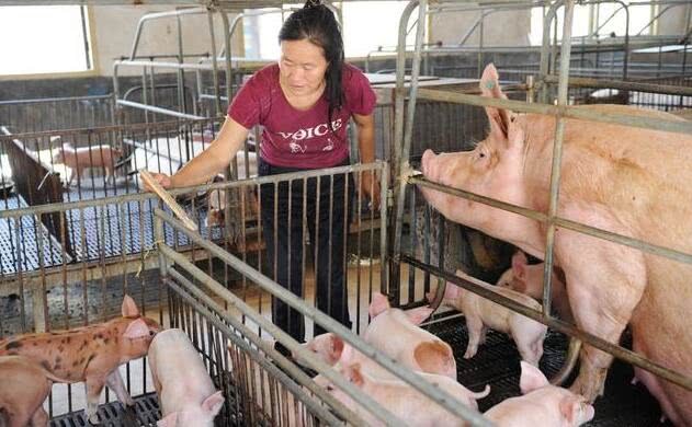 养殖场蚊蝇,养殖场蚊蝇多的相关视频