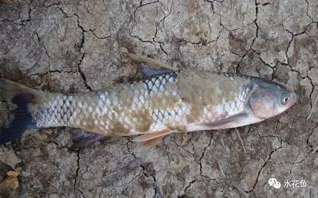 越冬综合症鱼病要多久能治好,鱼瘟病是怎么回事