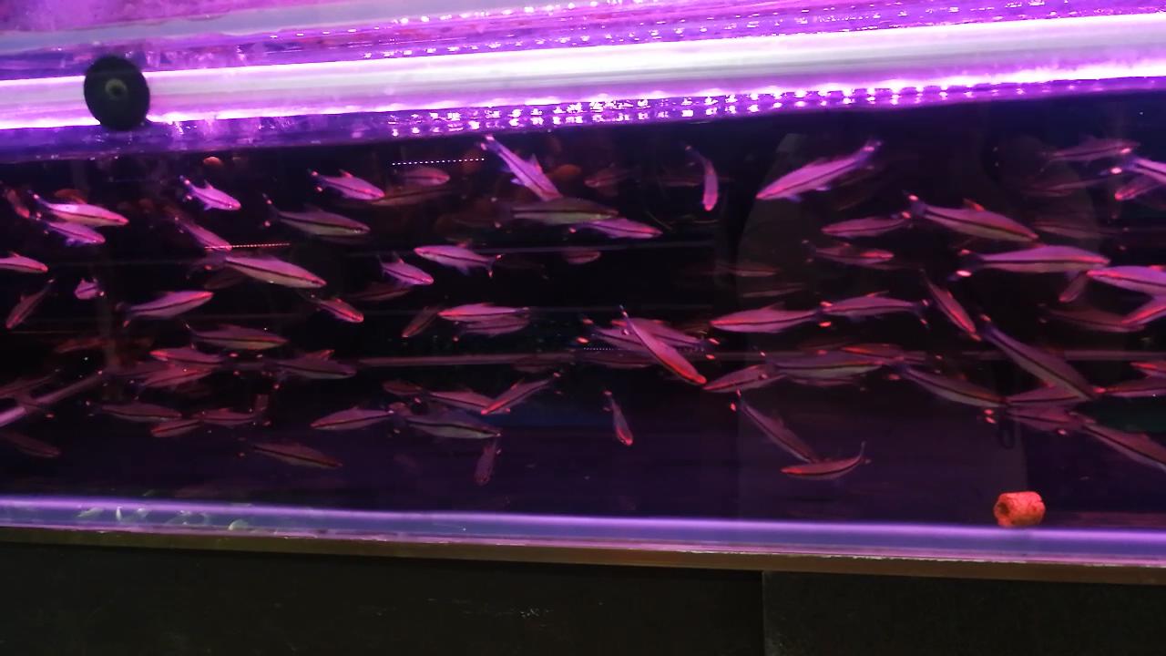 热带观赏鱼批发从哪里进货最便宜,热带鱼观赏鱼在哪买便宜