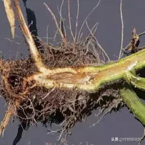 马铃薯黑胫病病害及防治方法,马铃薯常见病害有哪些