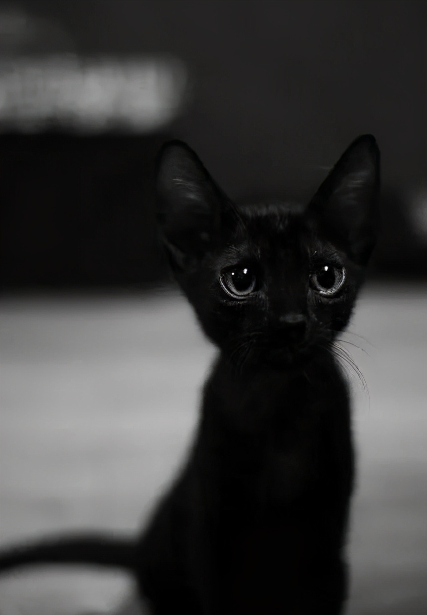 养黑猫出现的各种幻觉,养一只黑猫是什么体验
