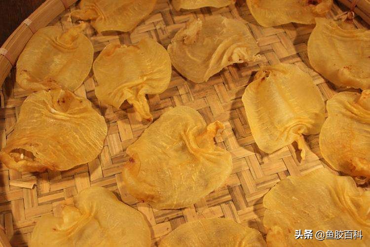 鱼胶真的有那么多胶原蛋白吗,鱼胶揭秘