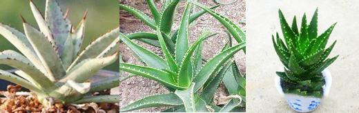 芦荟胶,芦荟胶真的有用吗