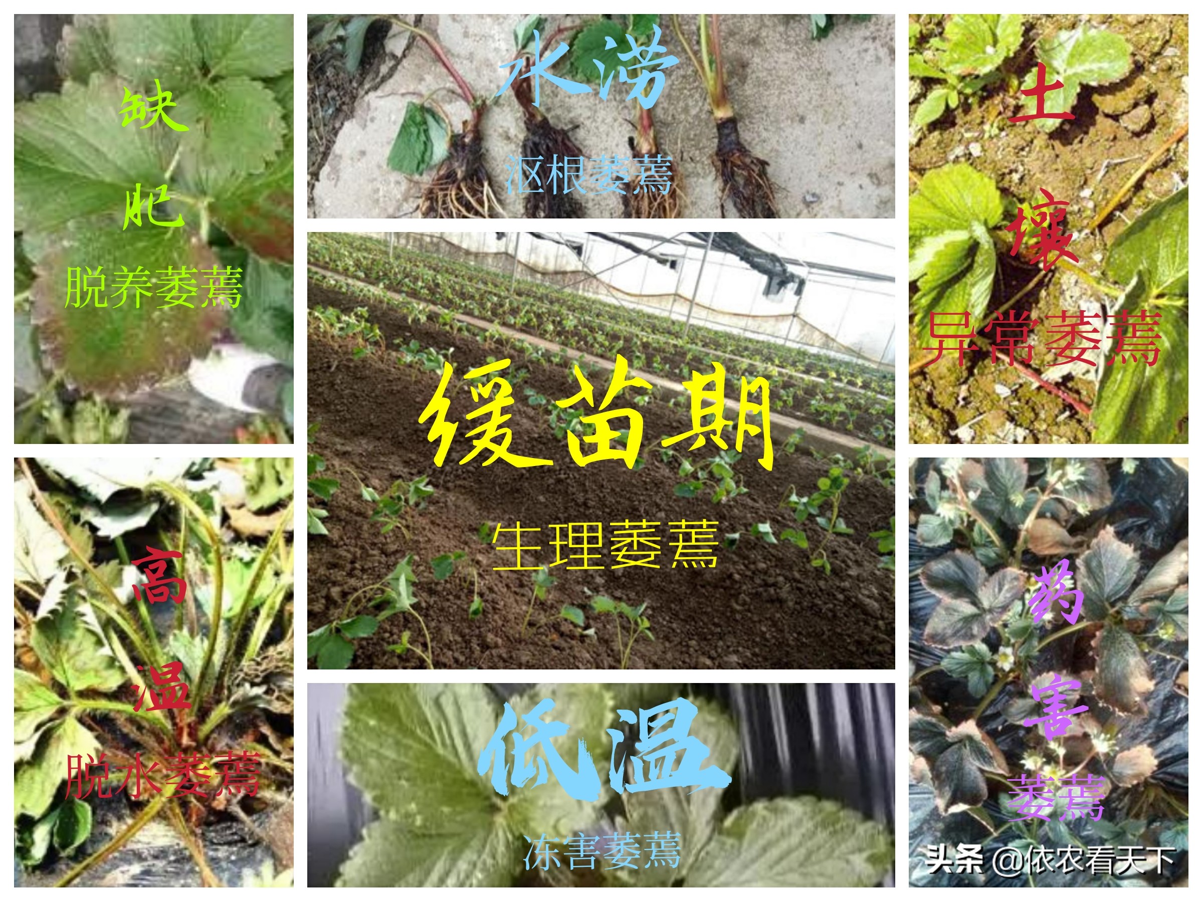 草莓一般会有些什么病,草莓烂叶的原因和防治方法