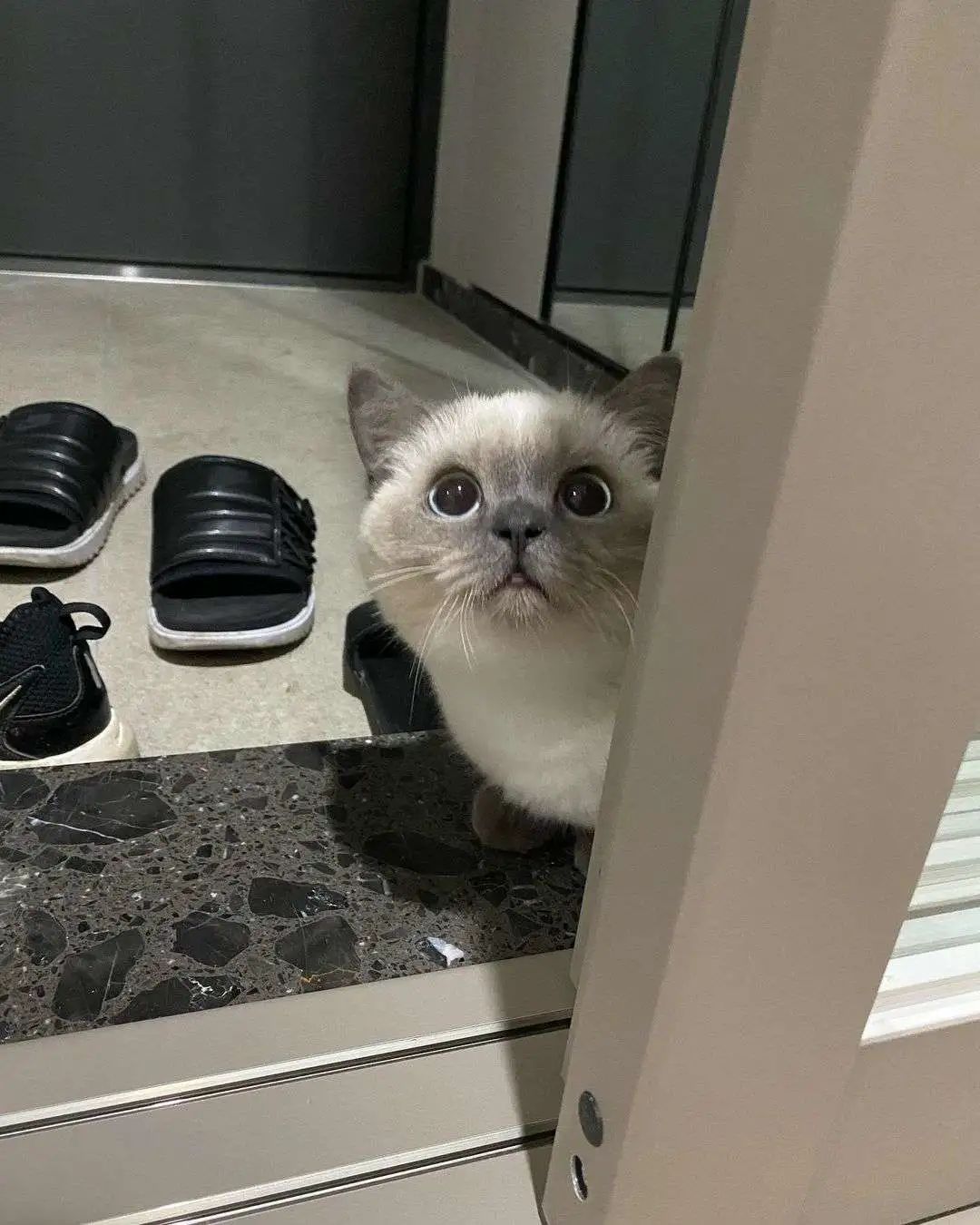 煤老板爆红完整版,煤老板ins