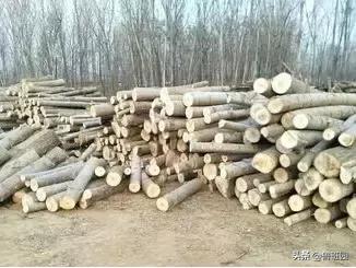 赢在起跑线上的进口刨花板——不得不服气的五大优势！