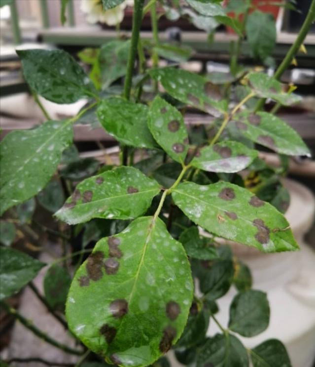 月季感染红蜘蛛后怎么修剪,月季感染白粉病怎么办