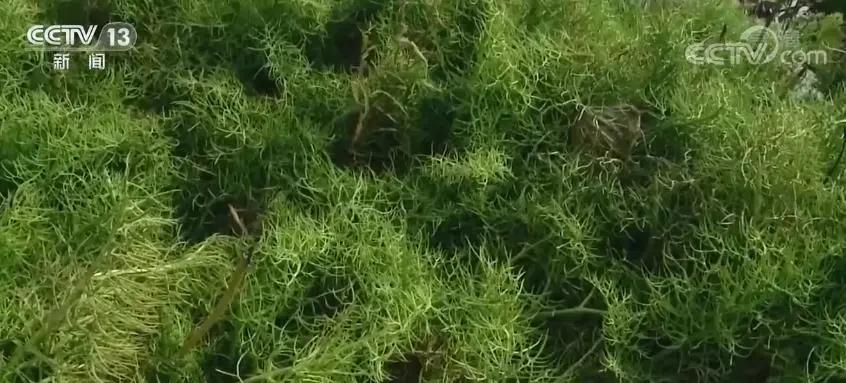 为了保护它们，广东实施这个工程