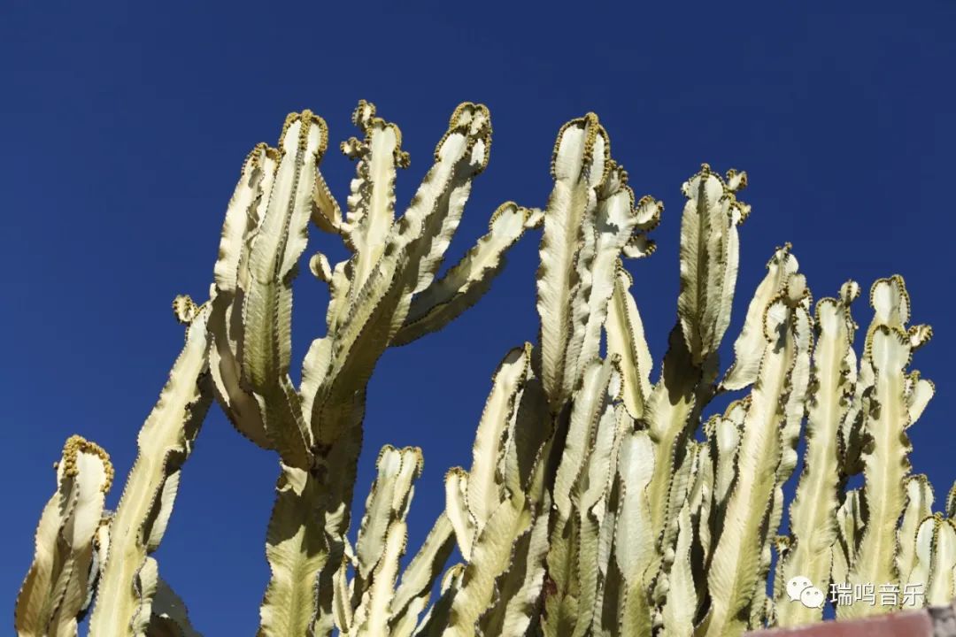 这个杀手不太冷shapeofmyheart口琴,这个杀手不太冷shapeofmyheart简谱