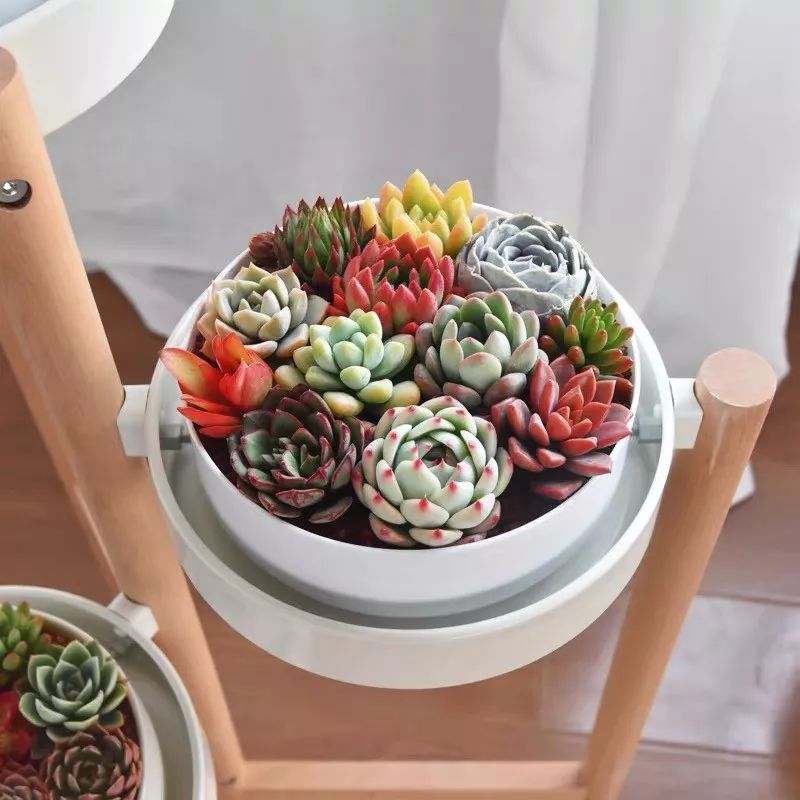 八种好看又好养的多肉，看看你家养了几种？