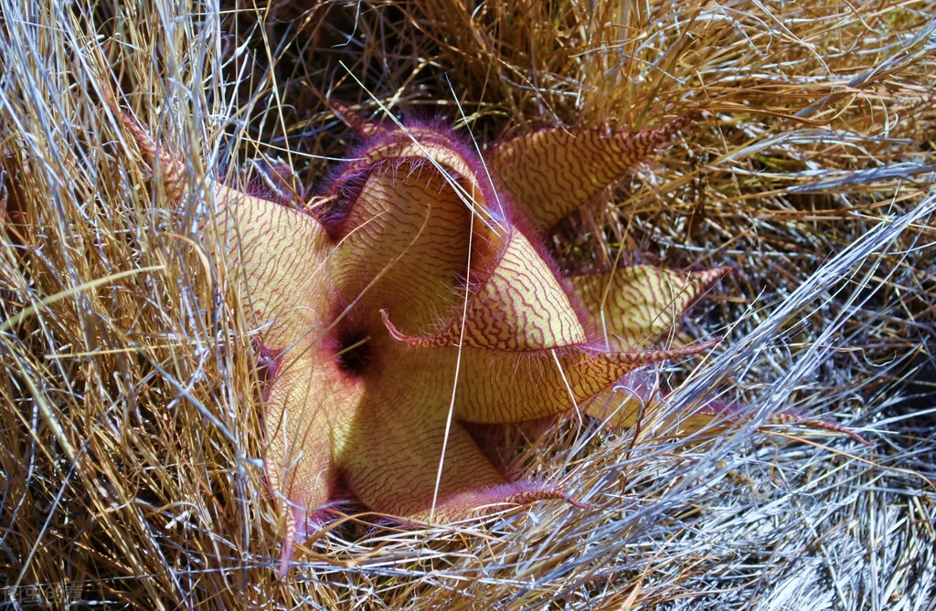 自然界嘴巴奇特的十种动物,十种奇特的自然界植物图片